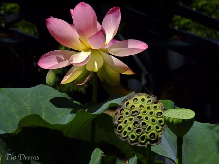 Лотос орехоносный (лотос комарова)