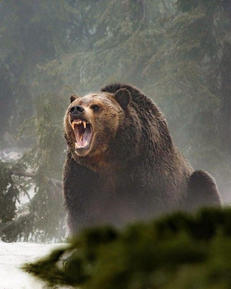 Гризли североамериканский бурый медведь