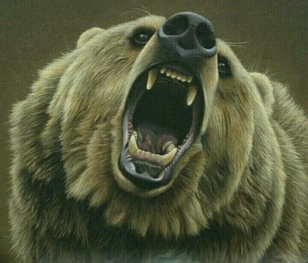 Медведь гризли злой