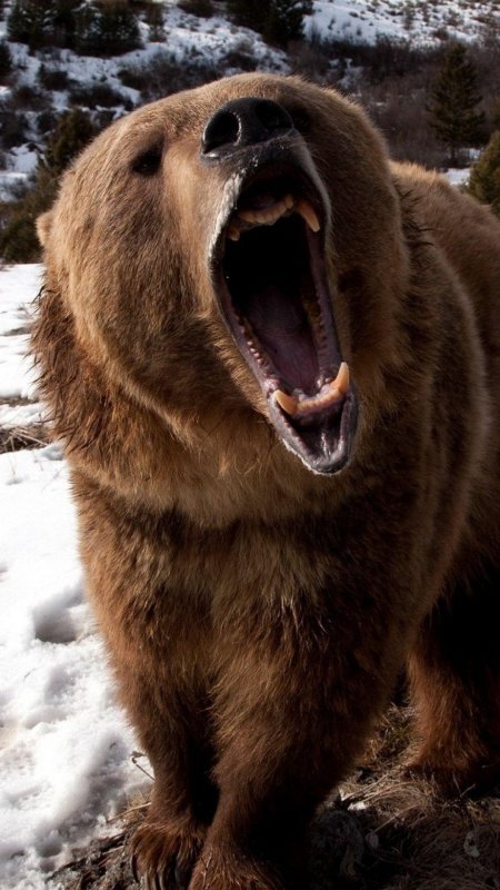 Медведи гризли