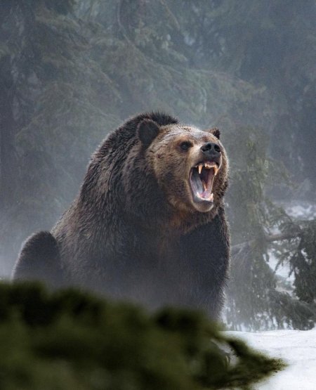 Медведь кесагаке