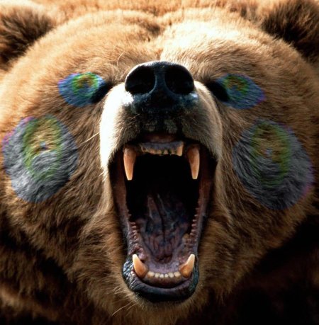 Медведи гризли