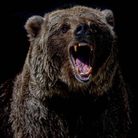 Бурый медведь нападение гризли