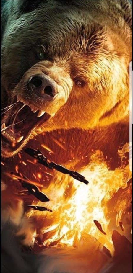 Медведь атакует