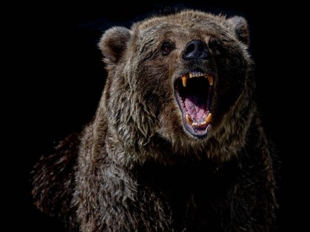 Бурый медведь нападение гризли