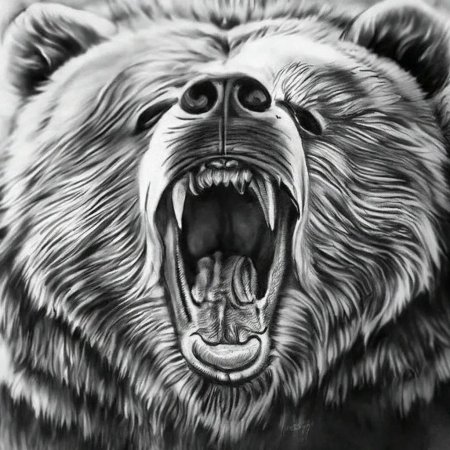 Оскал медведя эскиз