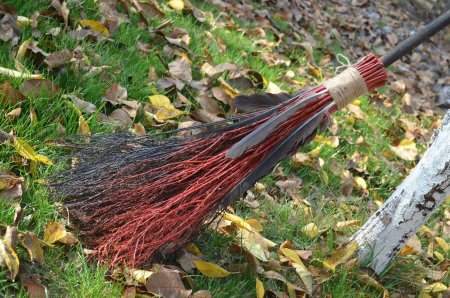 Ведьмина метла трава