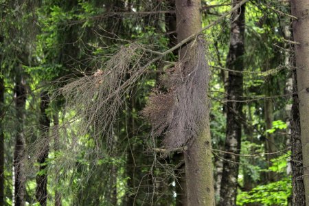 Ель ведьмина метла