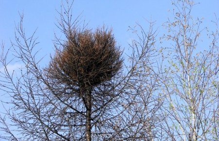 Омела ведьмино гнездо