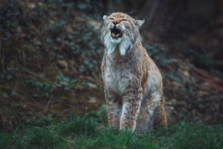 Животное рысь