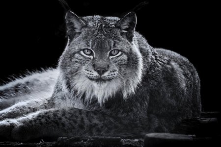 Черная рысь