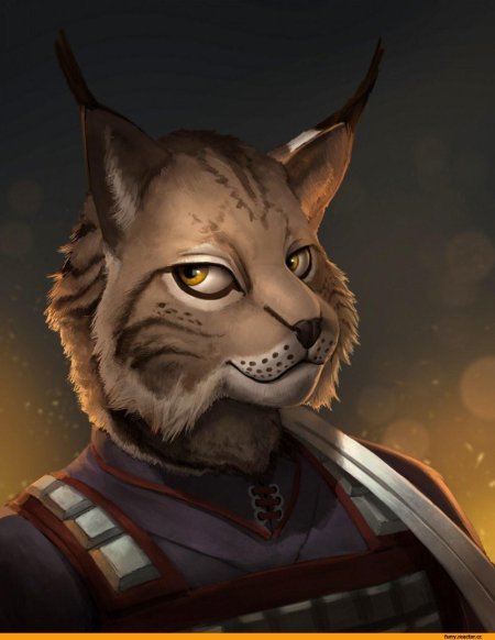 Мейн кун каджит