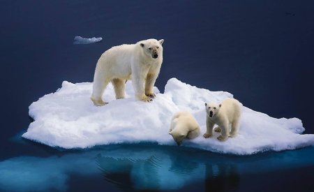 Арктика белый медведь