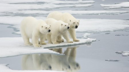 Белый медведь (карско-баренцевоморская популяция)