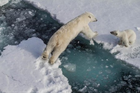 Северный ледовитый океан белый медведь
