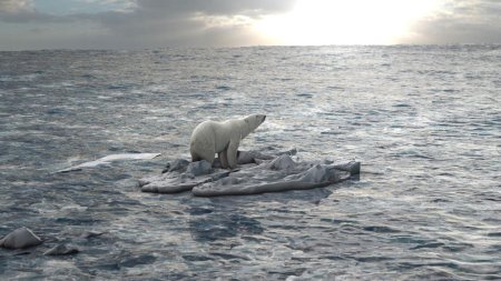 Северный ледовитый океан белый медведь