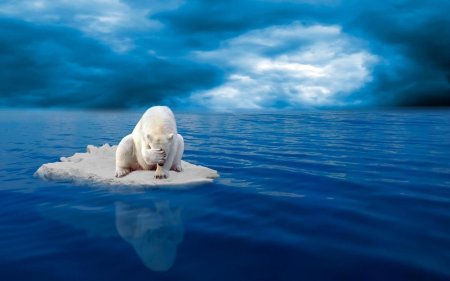 Северный ледовитый океан белый медведь