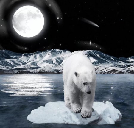 Северный полюс сияние белый медведь