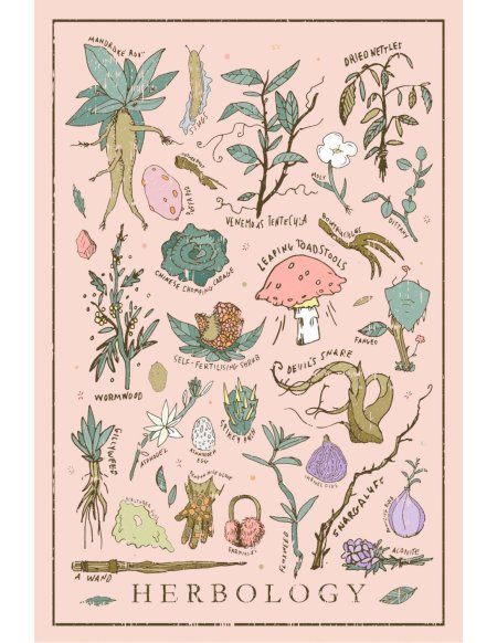 Растения гарри поттер травология мандрагора