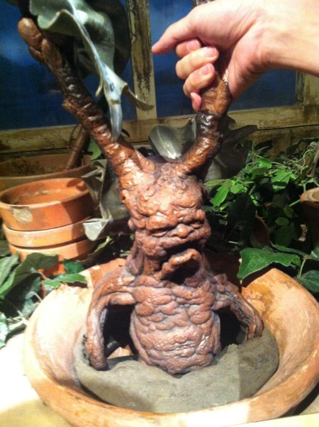 Гарри поттер мандрагора