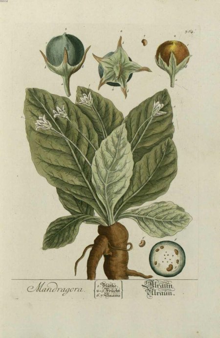 Мандрагора лекарственная