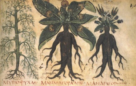 Мандрагора лекарственная