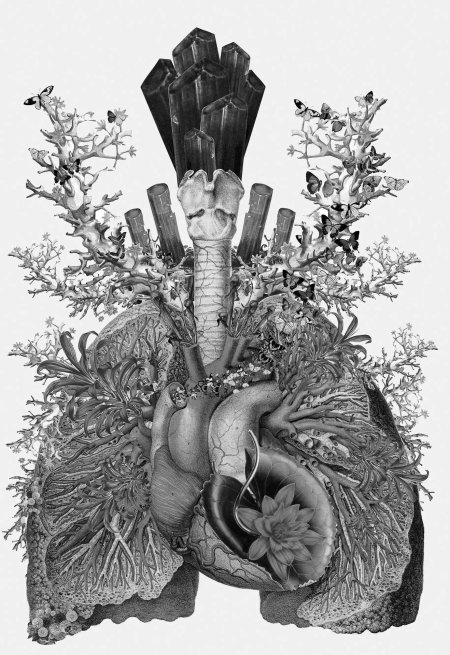 Анатомические иллюстрации