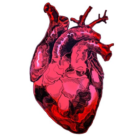 Человеческое сердце