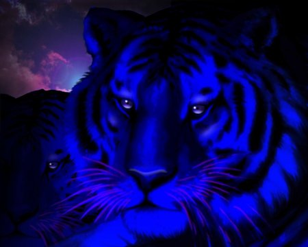 Синие тигры