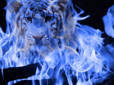 Синие тигры