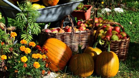 Осенний урожай