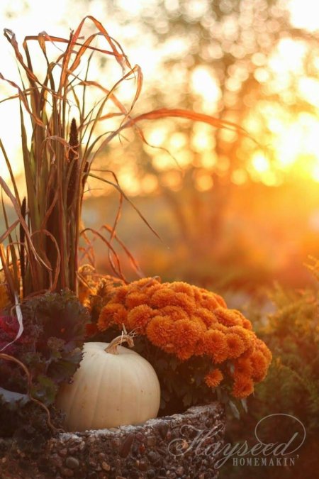 Растения осенью