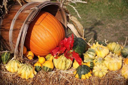 Осенний урожай