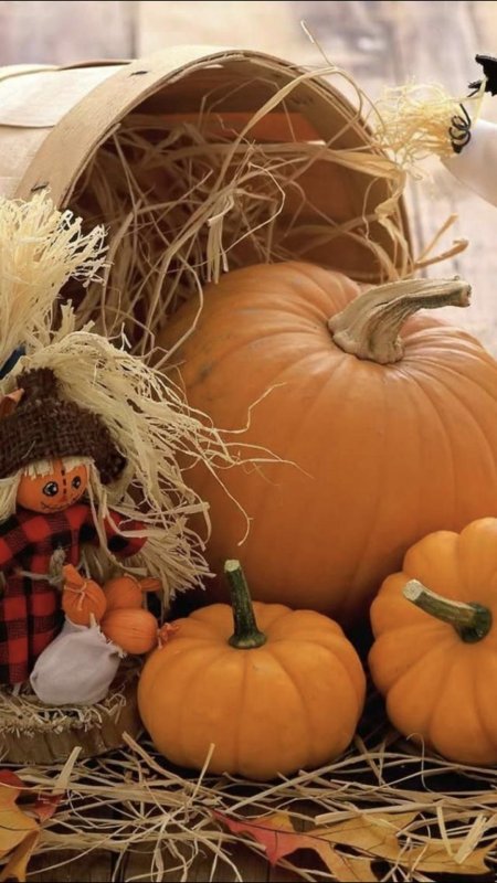 Тыква красивая