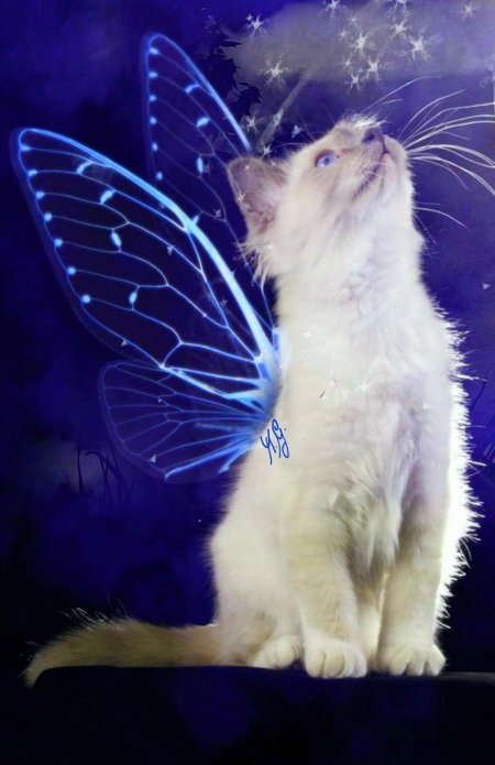 Кошка с крыльями