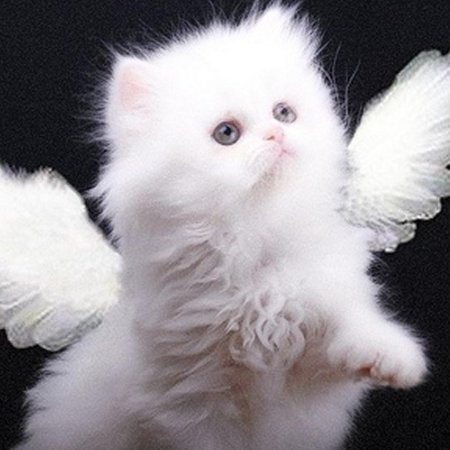 Котята с крыльями