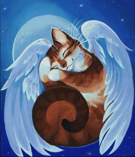 Кот и ангел