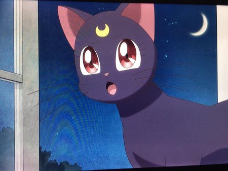 Кошка луна из сейлормун