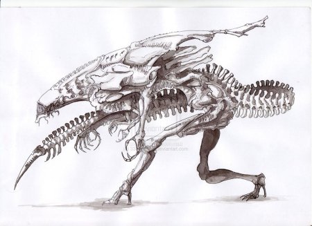 Ксеноморфы анатомия