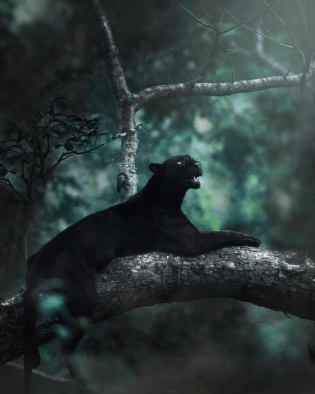 Shaaz jung черная пантера