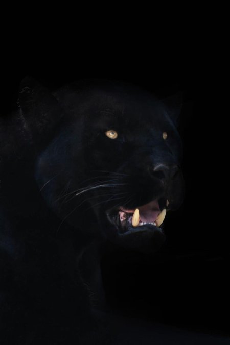 Пантера оскал