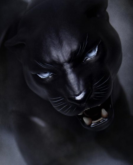 Черная пантера оскал