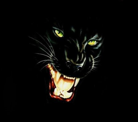 Пантера на черном фоне