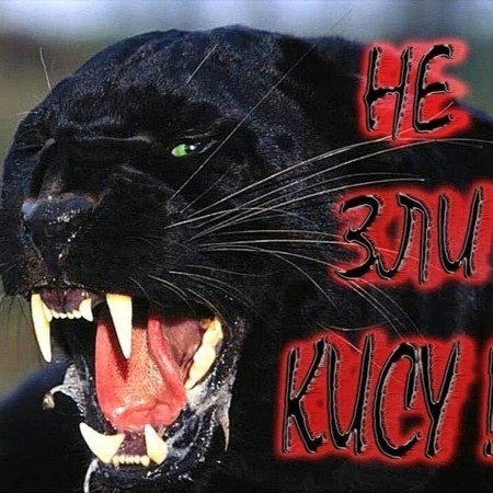 Животное пантера