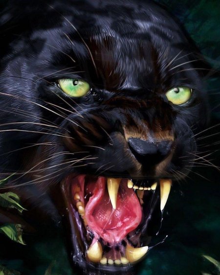 Черная пантера оскал