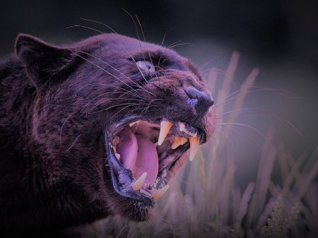 Черная пантера оскал