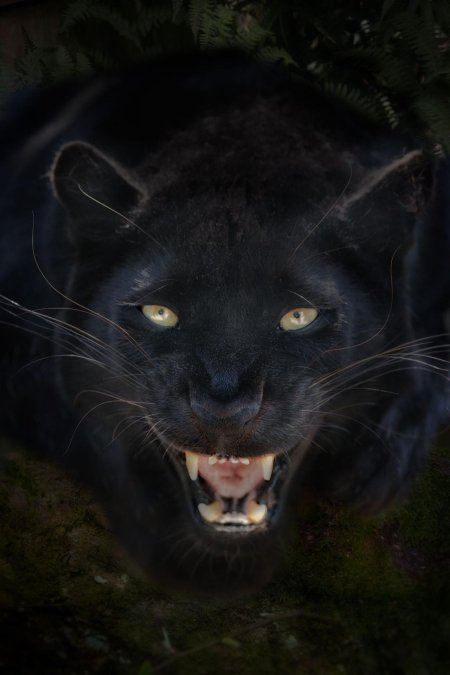 Дикая пантера