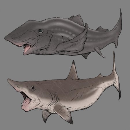 Геликоприон акула