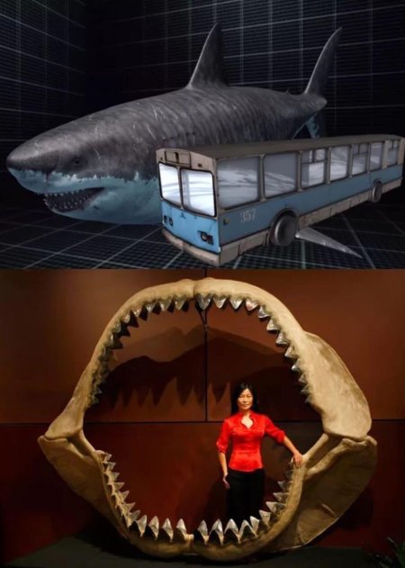 Древние акулы мегалодон