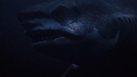 Страшные акулы мегалодон